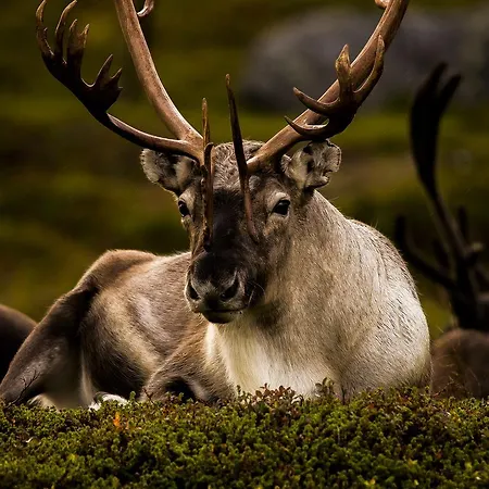 Bringnes Camp Chalet